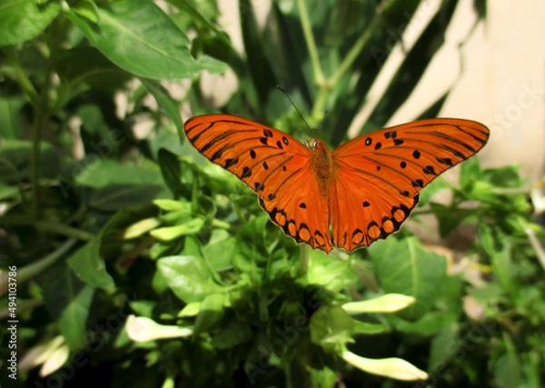Obraz orange butterfly 
