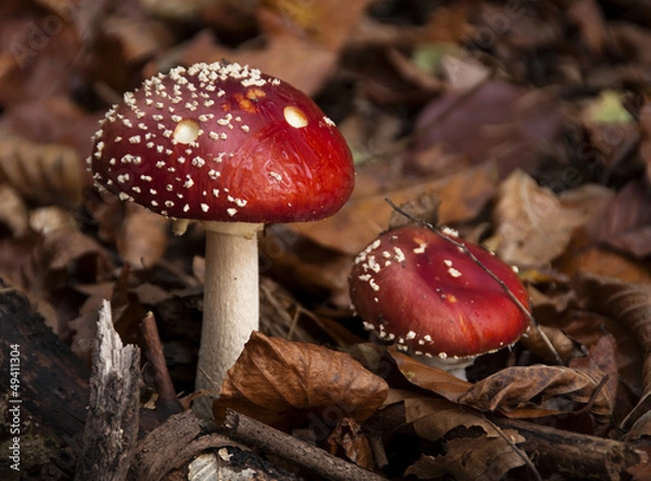 Obraz Losheim am See