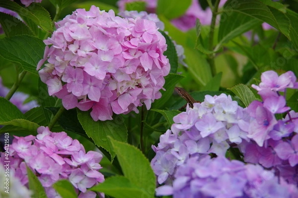 Fototapeta 紫陽花とイモリ