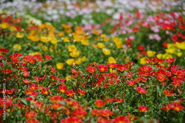 Fototapeta カラフル