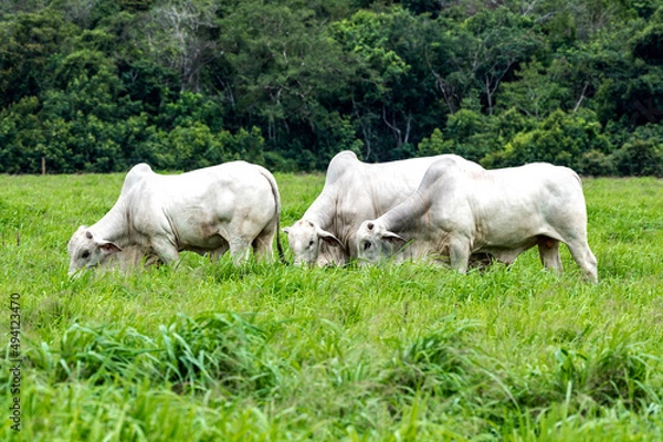 Obraz Gado de corte da pecuária brasileira / Cattle grazing in Brazilian livestock