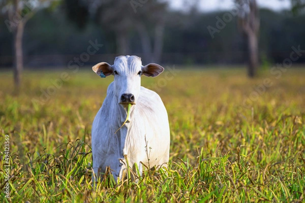 Obraz Gado de corte da pecuária brasileira / Cattle grazing in Brazilian livestock