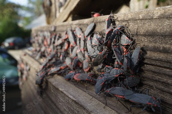 Fototapeta Box Elder bug large breeding infestation group on wood fence