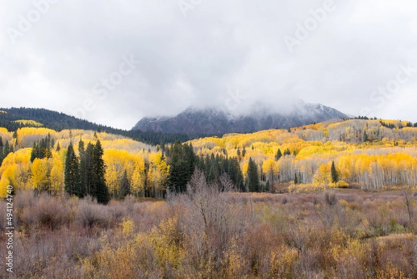 Fototapeta Aspen Forest in the fall