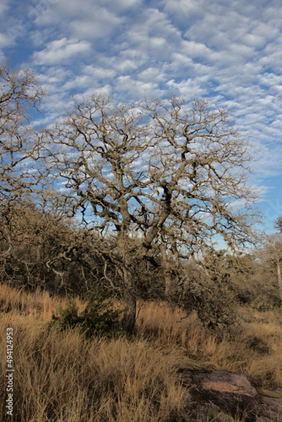 Fototapeta a soft sky seen through a leafless tree