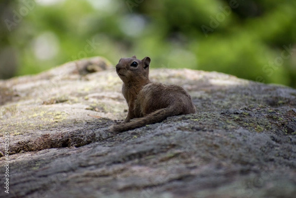 Fototapeta Chipmunk resting in the shade