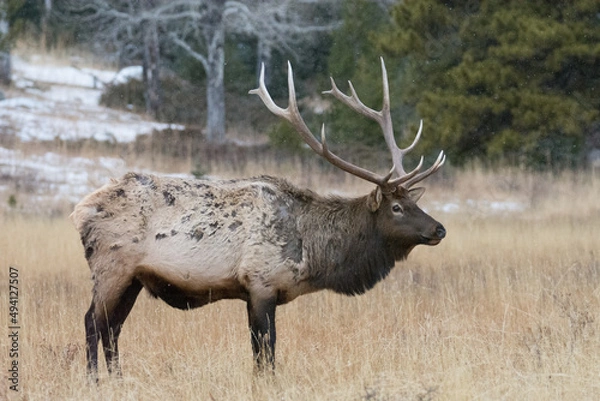 Fototapeta An Elk grazing as it snows in RMNP
