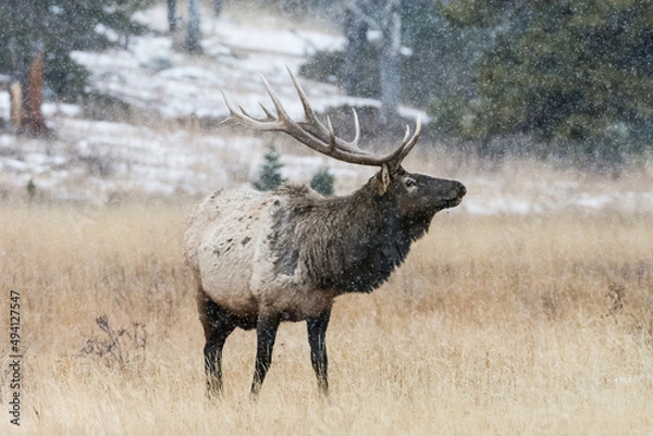 Fototapeta An Elk grazing as it snows in RMNP