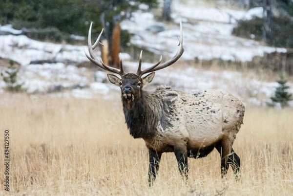 Fototapeta An Elk grazing as it snows in RMNP