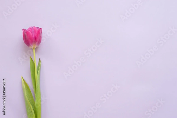 Obraz One tulip is purple on a blue background. Space for text. Floral spring template.
