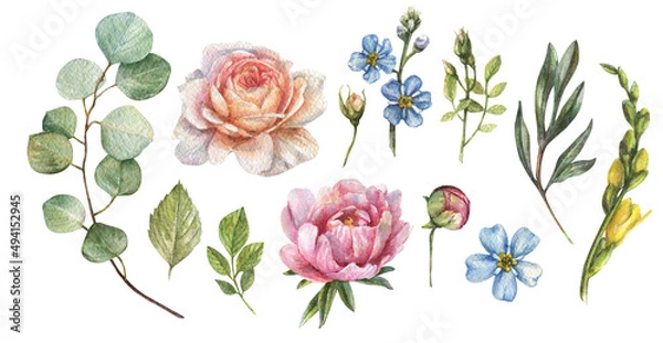Obraz Watercolor botanical set with illustrations of flowers, peony buds, roses, eucalyptus stem, leaves