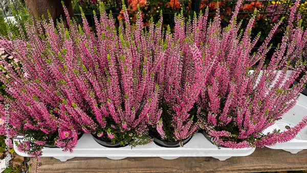 Obraz Close-up pink blooming heather pots, top view.
