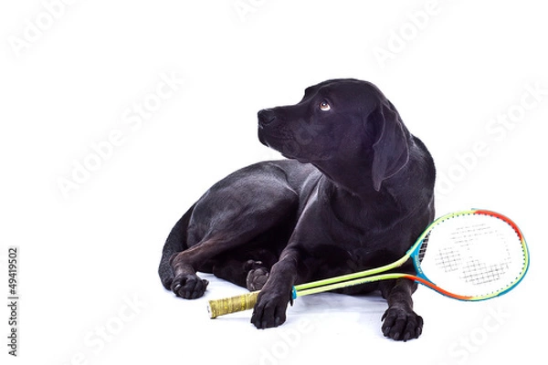 Fototapeta Hund mit Schläger