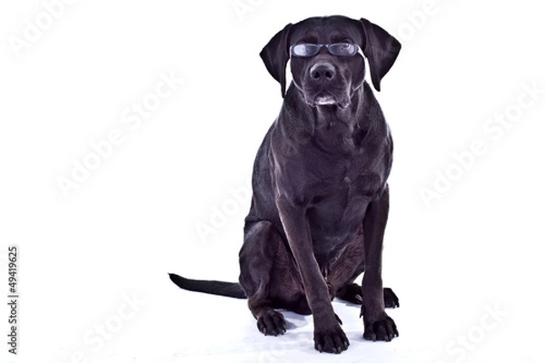 Obraz Hund guckt mit Brille