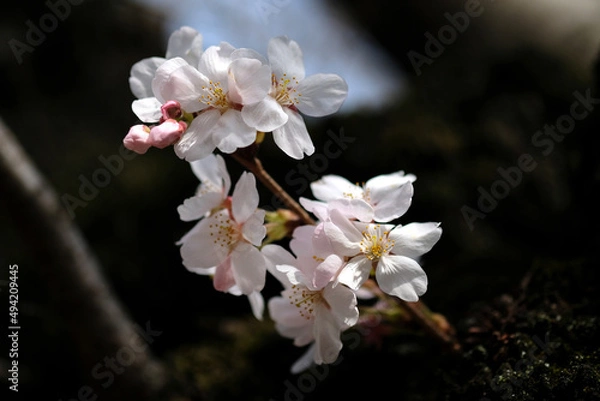 Fototapeta 春の東京の小石川後楽園の桜