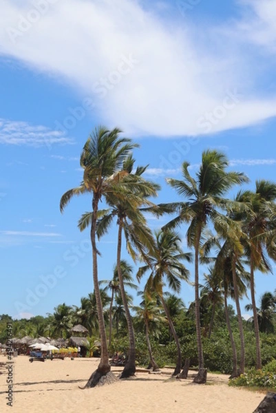 Obraz palm tree on the beach