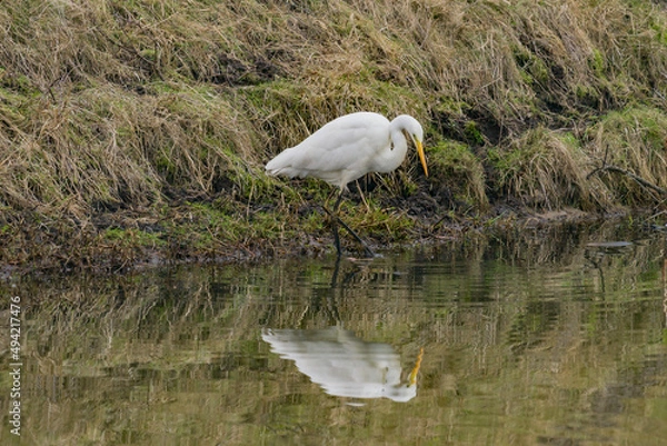 Fototapeta snowy egret in the marsh, zilver reiger