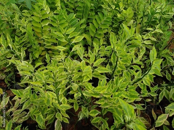 Fototapeta Euphorbia tithymaloides or devil's backbone (Pedilanthus tithymaloides) plants in the garden