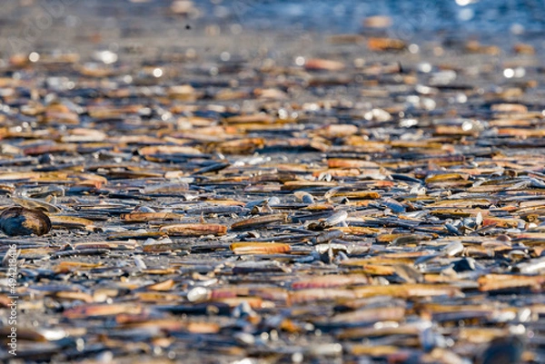 Fototapeta Schelpenveld / Shell Field