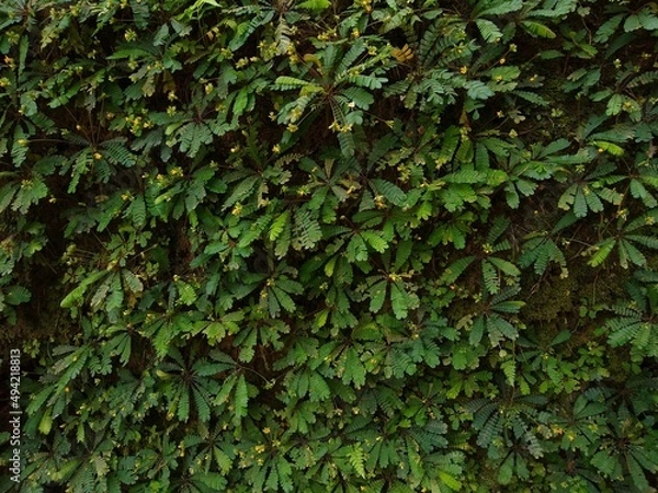 Fototapeta Mukkootti or little tree (Biophytum sensitivum) plant, close-up view