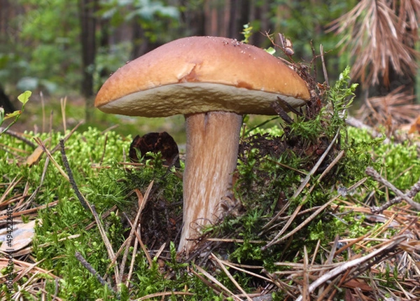 Obraz A boletus in the moss on the background of the forest