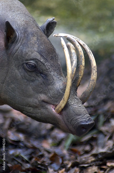 Obraz babirusa