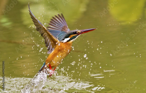 Fototapeta common kingfisher,Alcedo atthis