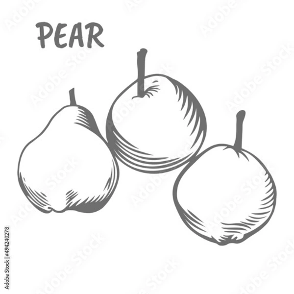 Fototapeta Set of pears. Summer fruits are drawn in the style of a print illustration. A sketch of vegetarian food.