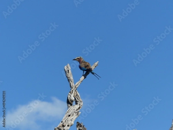Obraz Lilac breasted roller 