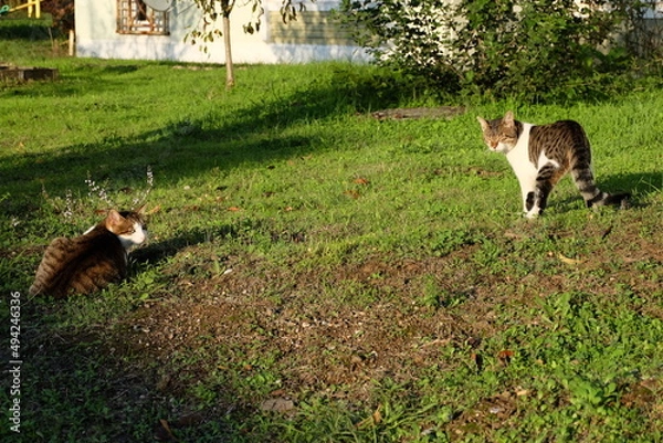 Fototapeta Two cats laying on green grass, selective focus. It is called "Sokak Kedisi" in Turkish. Cat sitting and they like sun light, warm weather, summer time.