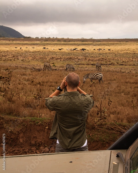 Fototapeta Hombre observando las cebras durante un safari en Tanzania