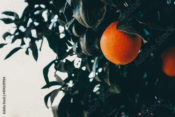 Fototapeta Ripe orange on a tree