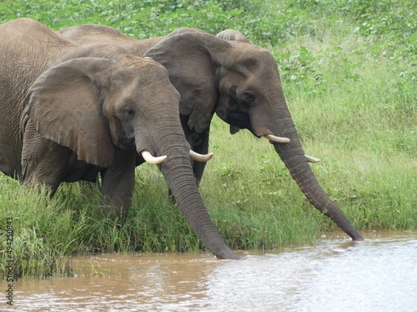 Obraz Drinking elephants