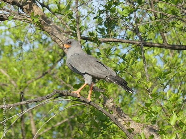 Obraz Dark chanting goshawk
