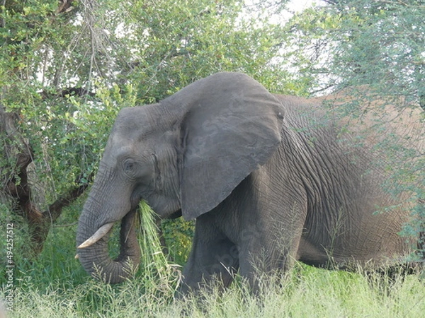 Obraz Elephant