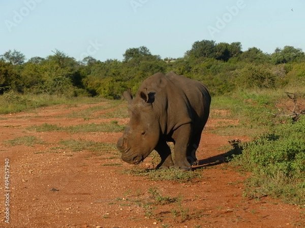 Obraz Rhinoceros