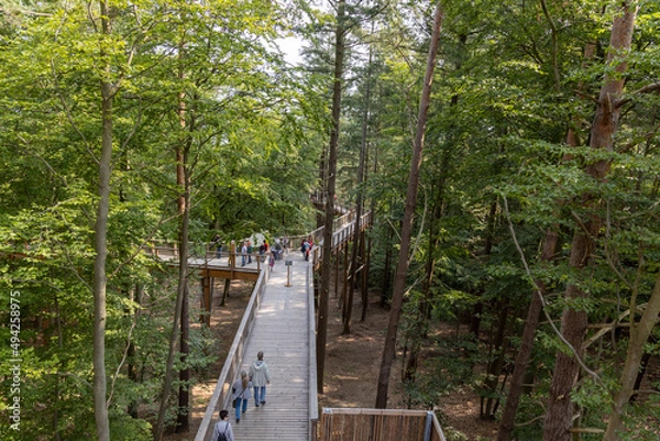 Obraz The new tree-top walk in Heringsdorf as an excursion destination