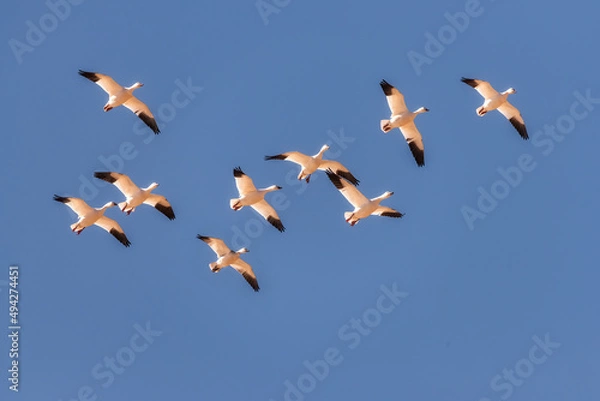 Obraz snow geese migration
