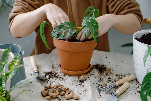 Fototapeta Female hands potting monstera monkey mask. Preparation for transplanting a houseplant using extended clay, soil, shovel, rake and flowerpot.