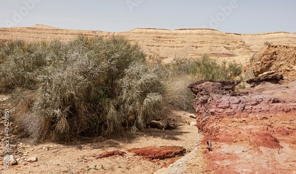 Fototapeta nahal wadi Hatira in the Yeruham Large Crater in Israel showing a variety of colorful soils and rocks next to blooming white broom rotem bushes with the crater rim in the background