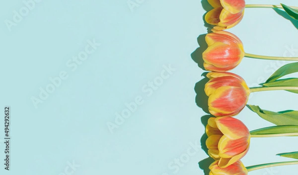 Obraz Spring season floral idea with fresh colorful tulips on pastel blue background. Creative flat lay natural concept, copy space composition.