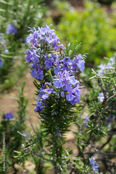 Obraz Verrucous violet