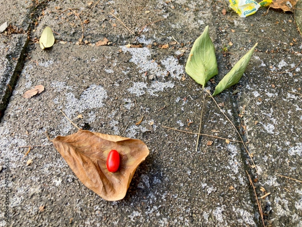 Obraz Rubby with fallen leaves