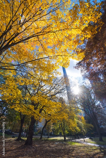 Fototapeta The sun illuminates autumnal leaf color trees in Central Park from among the Ultra-luxury high-rise residential skyscraper in Billionaires’s Row on November 2021 at New York City NY USA.