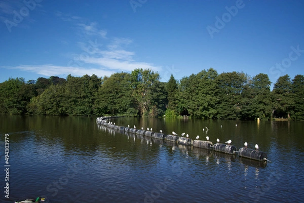 Fototapeta lake and trees