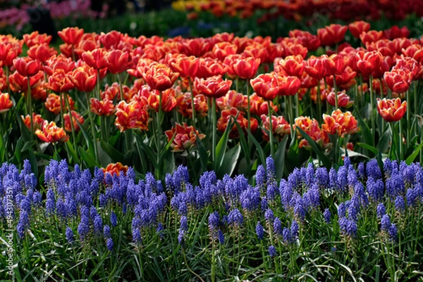 Fototapeta Campi di fiori 