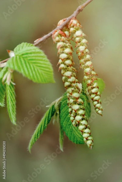 Fototapeta Green young buds and sprouts of leaves bloom on trees in the spring. Blurred background on a sunny day. Close-up and Soft focus.