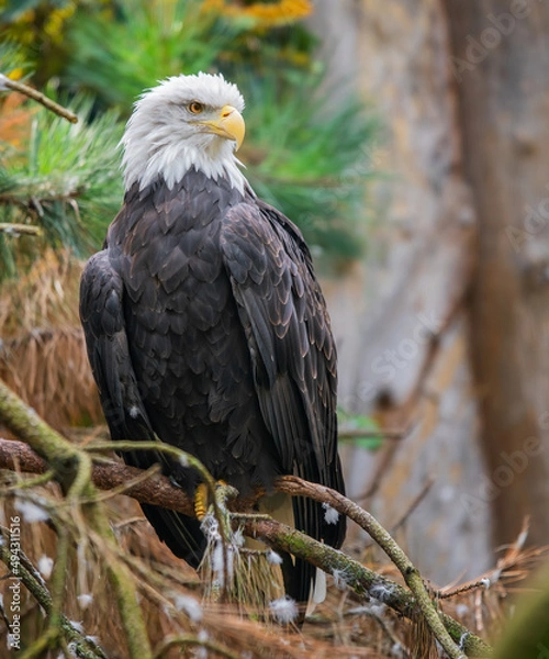 Obraz Bald eagle (Haliaeetus leucocephalus)