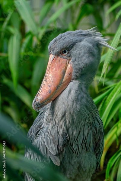 Obraz Shoebill (Balaeniceps rex)