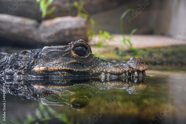Obraz Dwarf crocodile (Osteolaemus tetraspis)